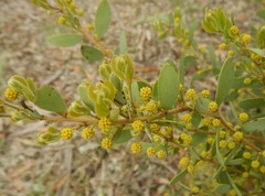 Acacia brachybotrya