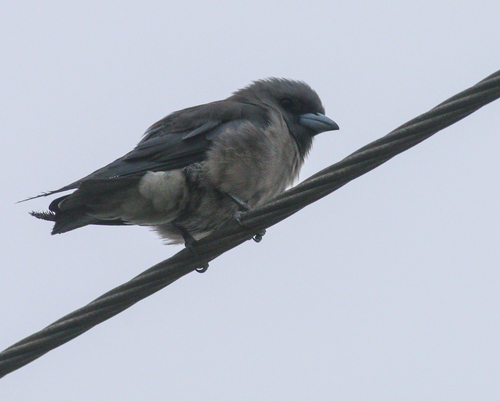 Ashy Woodswallow