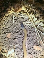 Rhynchocalamus melanocephalus