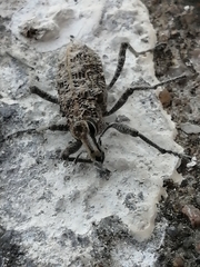 Coniocleonus riffensis