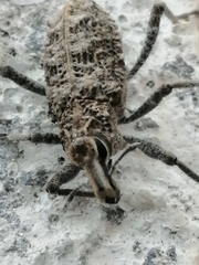 Coniocleonus riffensis