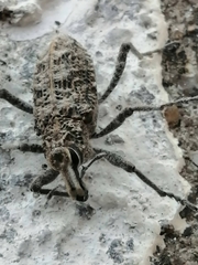 Coniocleonus riffensis