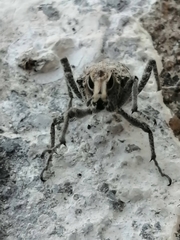 Coniocleonus riffensis