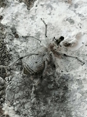 Coniocleonus riffensis