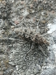 Coniocleonus riffensis