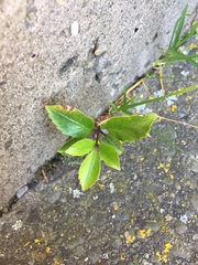 Pseudopanax arboreus