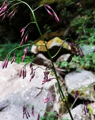 Notoseris melanantha