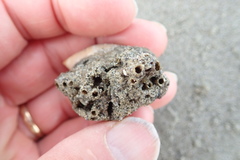 Neosabellaria kaiparaensis
