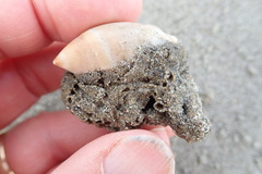 Neosabellaria kaiparaensis