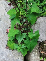 Notoseris melanantha