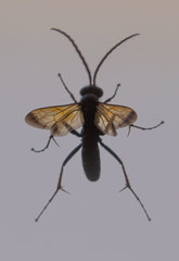 Parabatozonus lacerticida