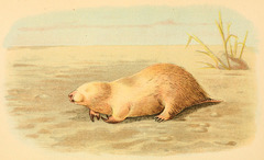 Southern Marsupial Mole photo 2