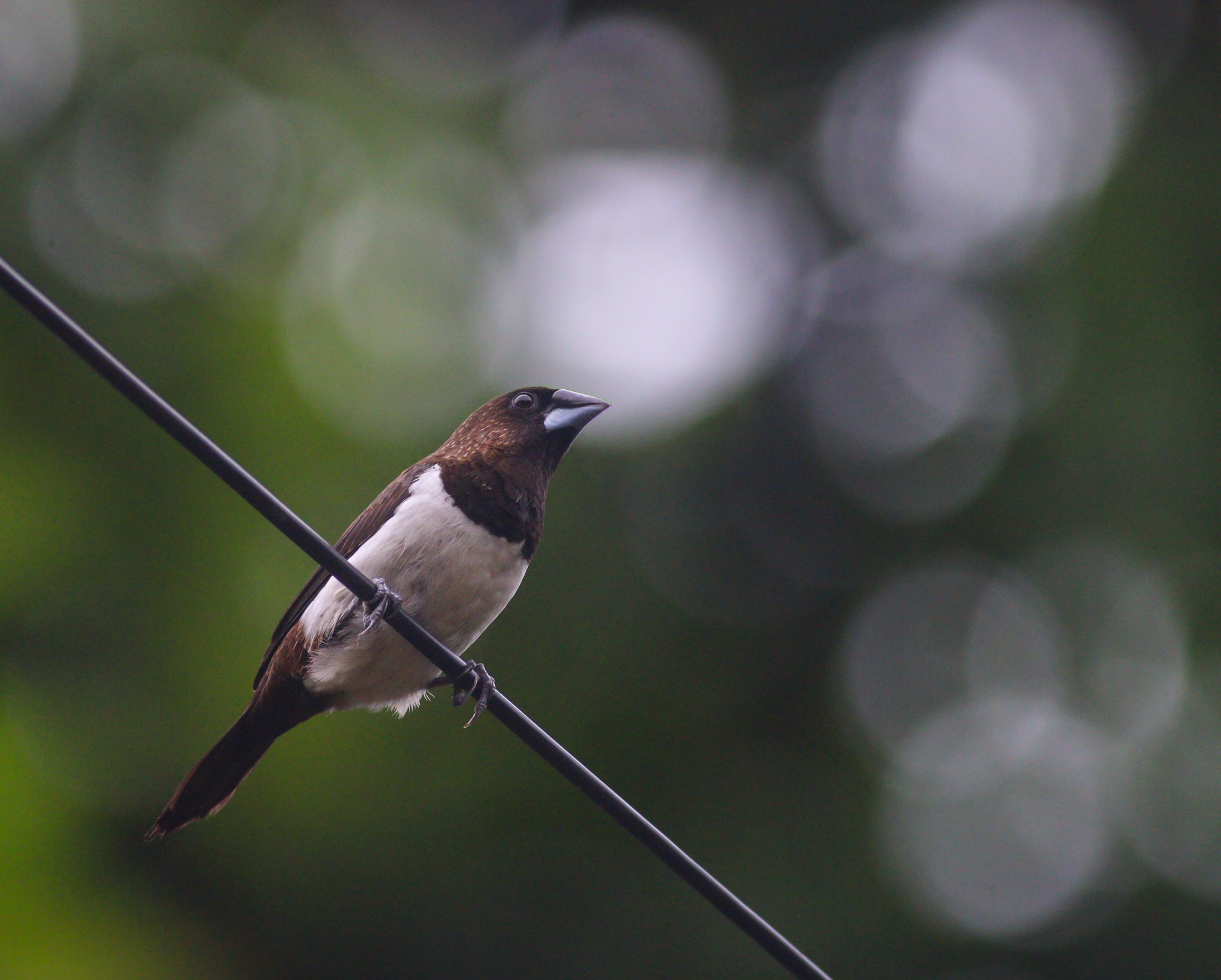 White-rumped Munia