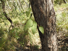 Parsonsia brisbanensis
