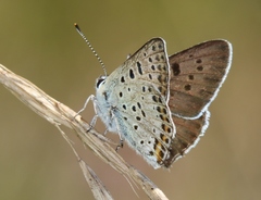 Lycaena tityrus subalpina
