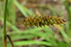 Carex punctata