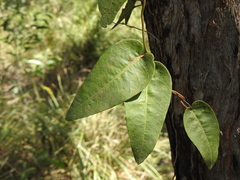Parsonsia brisbanensis