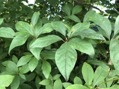 Lindera umbellata