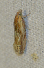 Eucosma cana