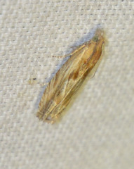 Eucosma cana