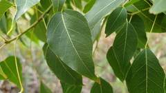 Brachychiton populneus populneus