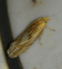 Eucosma cana