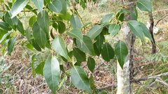 Brachychiton populneus populneus