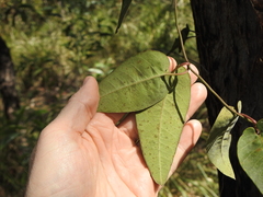 Parsonsia brisbanensis