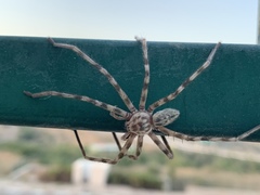 Eusparassus