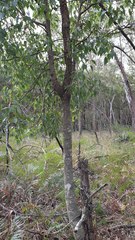 Brachychiton populneus populneus