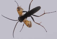 Parabatozonus lacerticida