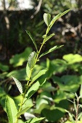 Salix appendiculata