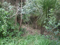 Pittosporum crassifolium