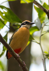 Pitta brachyura