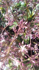 Crassula multicava multicava