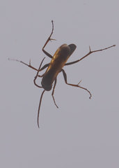 Parabatozonus lacerticida