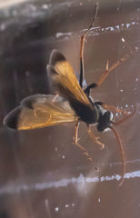 Parabatozonus lacerticida