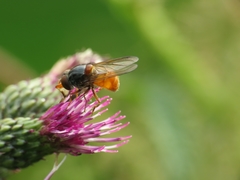 Rhingia rostrata