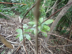 Corynocarpus laevigatus