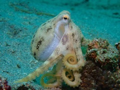 Amphioctopus mototi