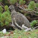 Japanese Ptarmigan - Photo (c) belvedere04, some rights reserved (CC BY), uploaded by belvedere04
