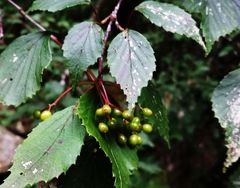 Viburnum betulifolium