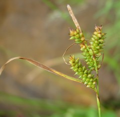 Carex punctata