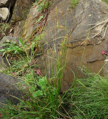 Carex punctata