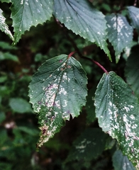 Viburnum betulifolium