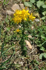 Hypericum tetrapterum