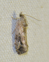 Eudemis