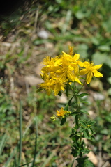 Hypericum tetrapterum