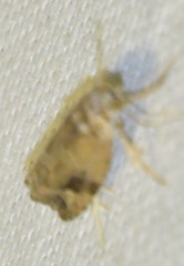 Eudemis