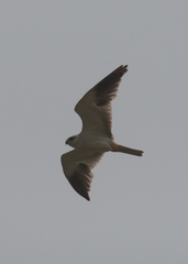 Elanus caeruleus